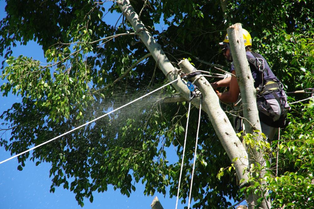 Évacuation d’arbre près de Lanvollon