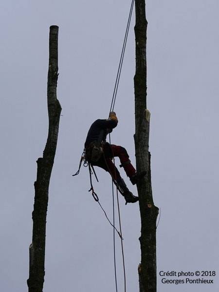 Élagueur près de Lanvollon