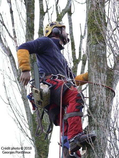 Branche cassée près de Lanvollon