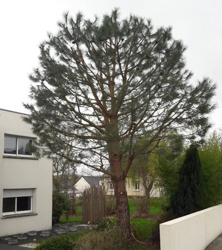 Arbre avant 1