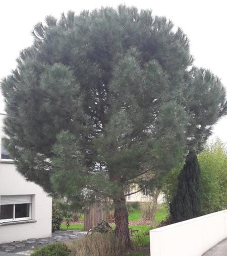 Arbre après 1
