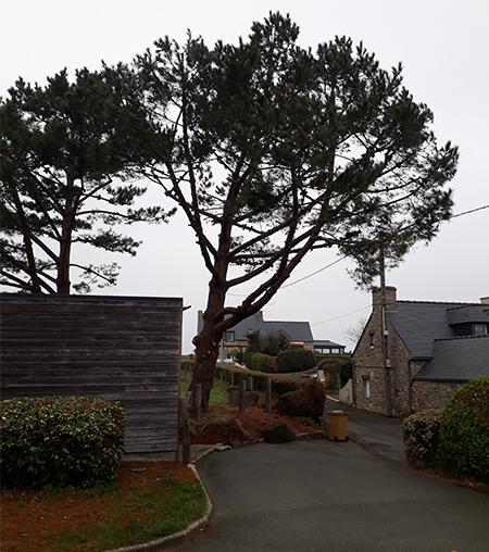 Arbre avant 2