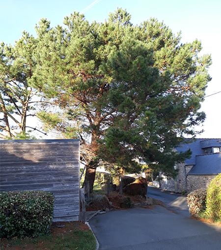 Arbre après 2